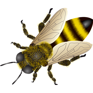 Bee PNG image-4288